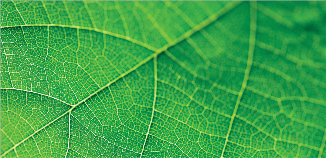 Acre Leaf
